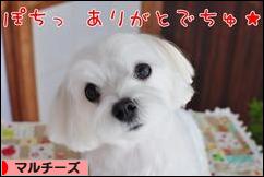 にほんブログ村 犬ブログ マルチーズへ