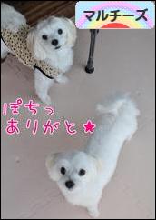 にほんブログ村 犬ブログ マルチーズへ