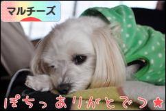 にほんブログ村 犬ブログ マルチーズへ