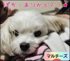 にほんブログ村 犬ブログ マルチーズへ