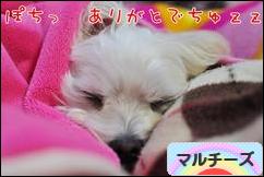 にほんブログ村 犬ブログ マルチーズへ