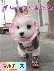 にほんブログ村 犬ブログ マルチーズへ