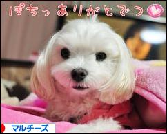 にほんブログ村 犬ブログ マルチーズへ