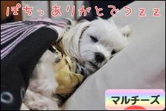 にほんブログ村 犬ブログ マルチーズへ