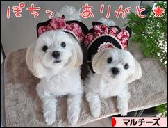 にほんブログ村 犬ブログ マルチーズへ