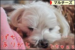 にほんブログ村 犬ブログ マルチーズへ