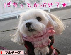 にほんブログ村 犬ブログ マルチーズへ