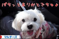 にほんブログ村 犬ブログ マルチーズへ