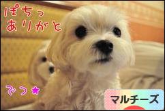 にほんブログ村 犬ブログ マルチーズへ