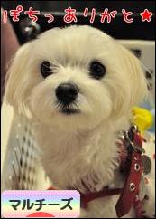 にほんブログ村 犬ブログ マルチーズへ