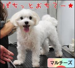 にほんブログ村 犬ブログ マルチーズへ