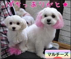 にほんブログ村 犬ブログ マルチーズへ