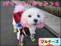 にほんブログ村 犬ブログ マルチーズへ