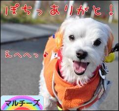 にほんブログ村 犬ブログ マルチーズへ