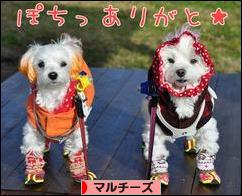 にほんブログ村 犬ブログ マルチーズへ