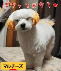 にほんブログ村 犬ブログ マルチーズへ