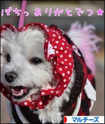 にほんブログ村 犬ブログ マルチーズへ