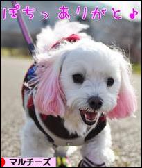 にほんブログ村 犬ブログ マルチーズへ