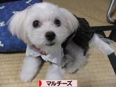にほんブログ村 犬ブログ マルチーズへ
