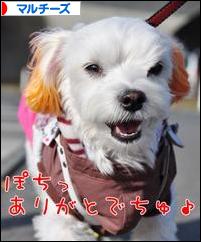 にほんブログ村 犬ブログ マルチーズへ