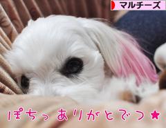 にほんブログ村 犬ブログ マルチーズへ