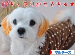 にほんブログ村 犬ブログ マルチーズへ