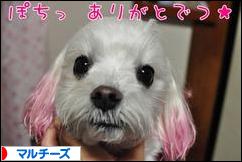 にほんブログ村 犬ブログ マルチーズへ