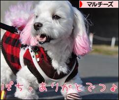 にほんブログ村 犬ブログ マルチーズへ