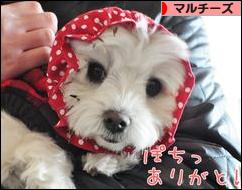 にほんブログ村 犬ブログ マルチーズへ