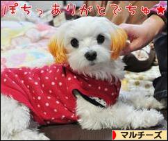にほんブログ村 犬ブログ マルチーズへ