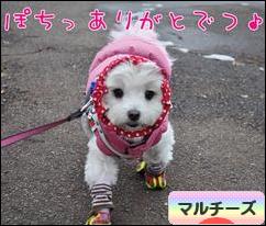 にほんブログ村 犬ブログ マルチーズへ
