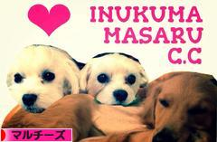 にほんブログ村 犬ブログ マルチーズへ