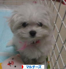 にほんブログ村 犬ブログ マルチーズへ