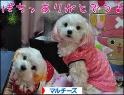 にほんブログ村 犬ブログ マルチーズへ