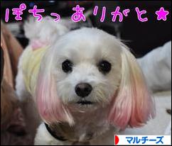 にほんブログ村 犬ブログ マルチーズへ