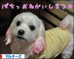 にほんブログ村 犬ブログ マルチーズへ