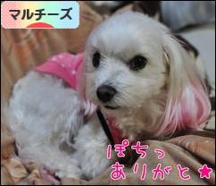 にほんブログ村 犬ブログ マルチーズへ