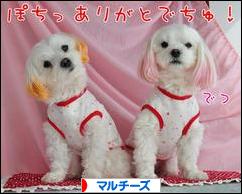 にほんブログ村 犬ブログ マルチーズへ