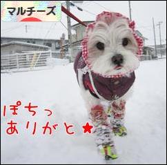 にほんブログ村 犬ブログ マルチーズへ