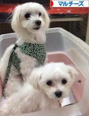 にほんブログ村 犬ブログ マルチーズへ