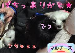 にほんブログ村 犬ブログ マルチーズへ