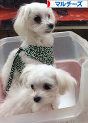 にほんブログ村 犬ブログ マルチーズへ