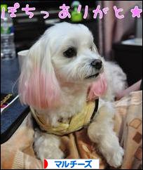 にほんブログ村 犬ブログ マルチーズへ