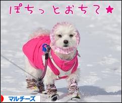 にほんブログ村 犬ブログ マルチーズへ