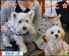 にほんブログ村 犬ブログ マルチーズへ