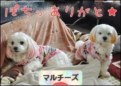 にほんブログ村 犬ブログ マルチーズへ