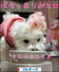にほんブログ村 犬ブログ マルチーズへ