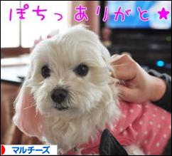 にほんブログ村 犬ブログ マルチーズへ