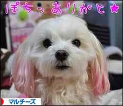 にほんブログ村 犬ブログ マルチーズへ