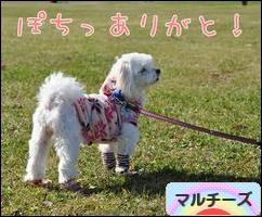 にほんブログ村 犬ブログ マルチーズへ